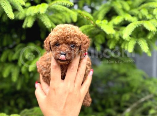 Teacup Poodle Yavrularımız görsel