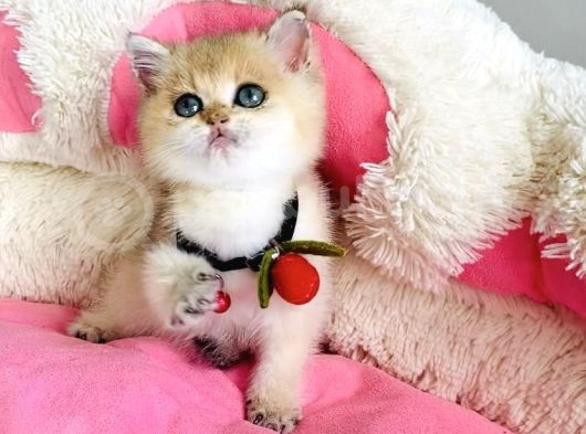 Acil Çok Uyguna Golden Ny12 Brıtısh Shorthair görsel
