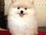 Pomerrian boo yavrularımız