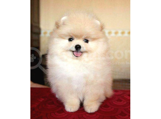 Pomerrian Boo Yavrularımız