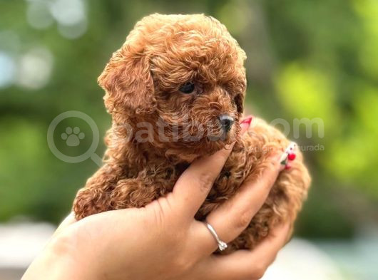 Teacup Poodle Yavrularımız görsel