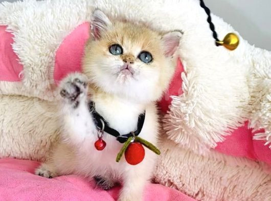 Acil Çok Uyguna Golden Ny12 Brıtısh Shorthair