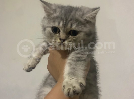 British Shorthair