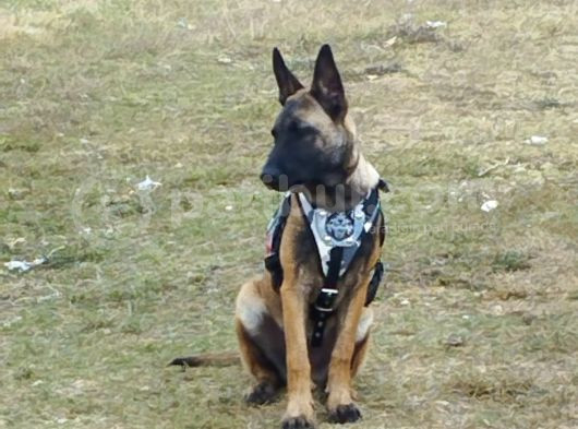 Belçika Kurdu