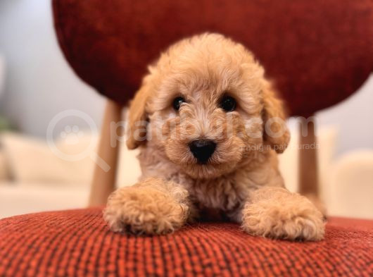 Maltipoo Bebeklerim görsel