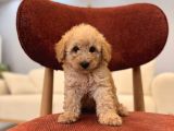 Maltipoo Bebeklerim