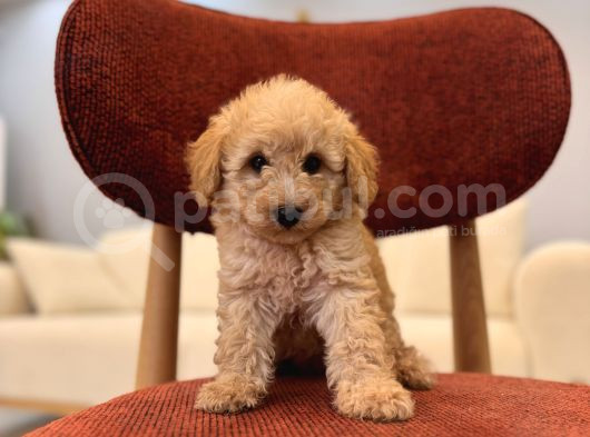 Maltipoo Bebeklerim görsel