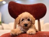 Maltipoo Bebeklerim