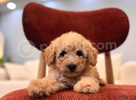 Maltipoo Bebeklerim görsel