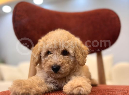 Maltipoo Bebeklerim