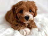 Kızıl Beyaz Nadir Renk Maltipoo Yavrular