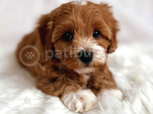 Kızıl Beyaz Nadir Renk Maltipoo Yavrular görsel