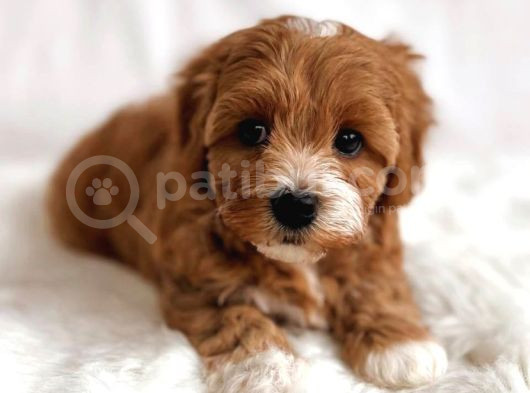 Kızıl Beyaz Nadir Renk Maltipoo Yavrular