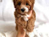 Kızıl Beyaz Nadir Renk Maltipoo Yavrular