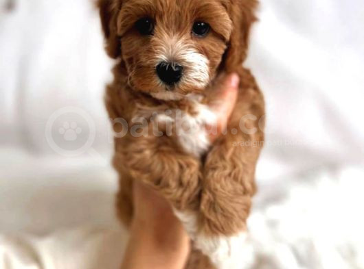 Kızıl Beyaz Nadir Renk Maltipoo Yavrular görsel