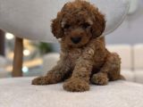 Poodle Gibi Maltipoo