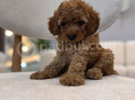 Poodle Gibi Maltipoo görsel