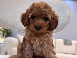Poodle Gibi Maltipoo