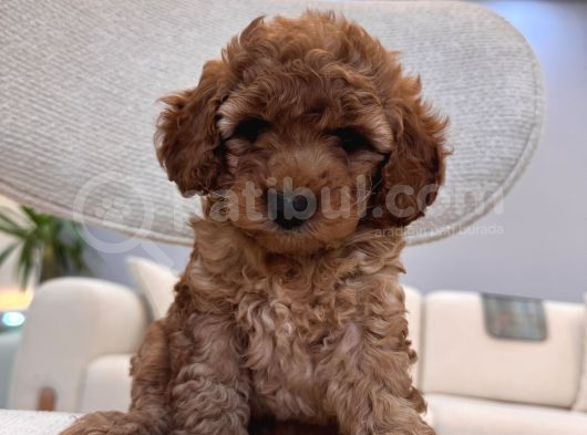 Poodle Gibi Maltipoo görsel