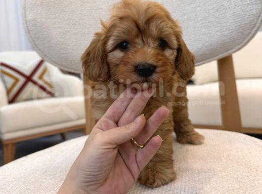 Orjinal Maltipoo Yavrularım