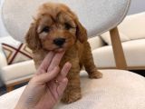 Orjinal Maltipoo Yavrularım