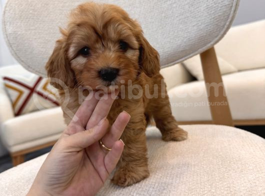 Orjinal Maltipoo Yavrularım görsel