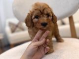 Orjinal Maltipoo Yavrularım