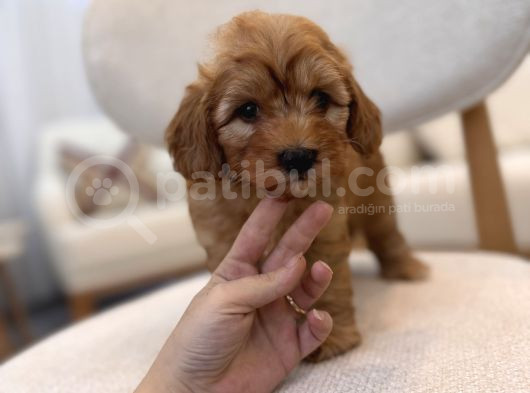 Orjinal Maltipoo Yavrularım görsel