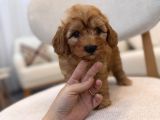Orjinal Maltipoo Yavrularım
