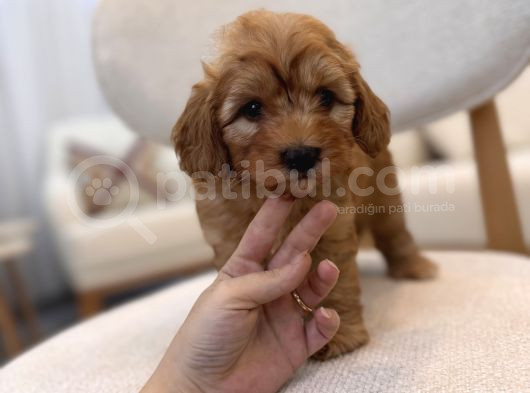 Orjinal Maltipoo Yavrularım görsel