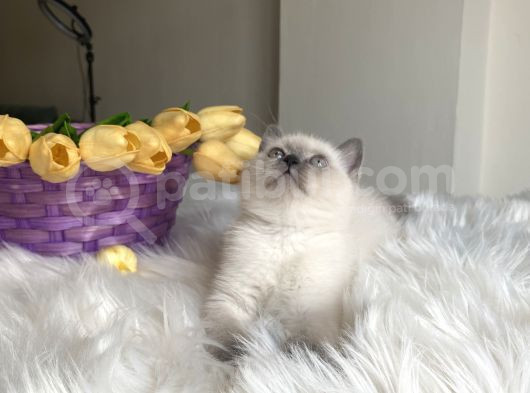 Blue Point Sağlıklı Oyuncu görsel