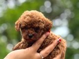 Teacup Poodle Yavrularımız