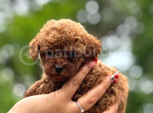 Teacup Poodle Yavrularımız görsel