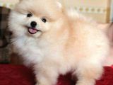 TEDY BEAR POMERRİAN BOO YAVRUMUZ