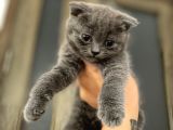 Scottish Fold Yavrular