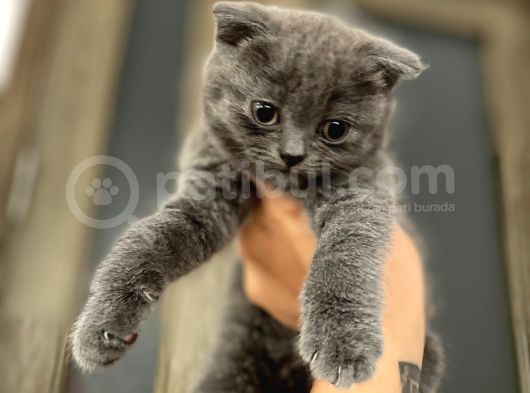 Scottish Fold Yavrular görsel