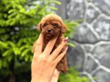 Teacup Poodle Yavrularımız