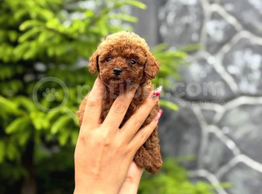 Teacup Poodle Yavrularımız görsel