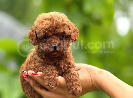 Teacup Poodle Yavrularımız