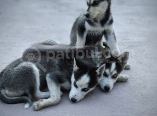 Safkan Üst Kalite Husky Yavruları görsel