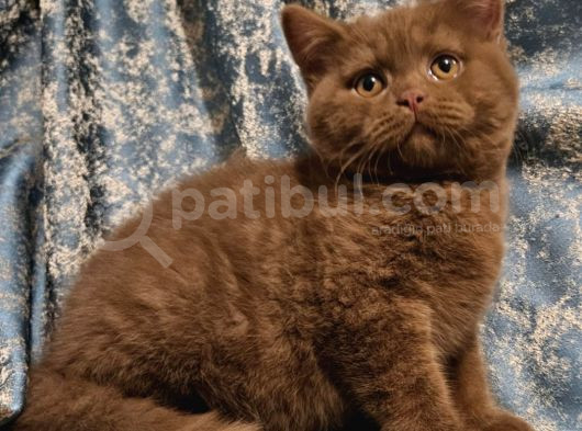 Kahverengi̇ Ci̇nnamon Tarci̇n Bri̇ti̇sh Shorthai̇r Yavru 3Ay görsel