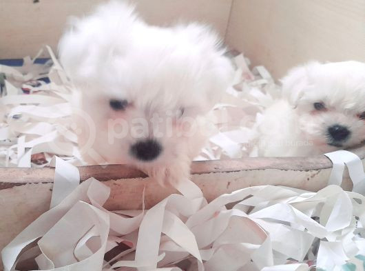 0 Numara Bem Beyaz Maltese Terrier Yavrularımız görsel