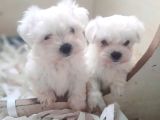 0 numara bem beyaz maltese terrier yavrularımız