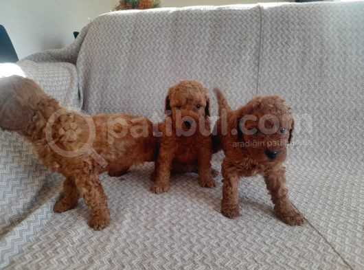 Sakan Toy Poodle Yavrularımız görsel