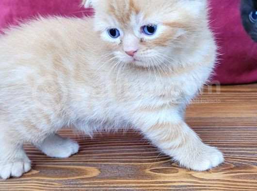 Anne British Baba Scottish Fold