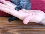 Anne British Baba Scottish Fold