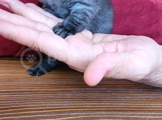 Anne British Baba Scottish Fold görsel