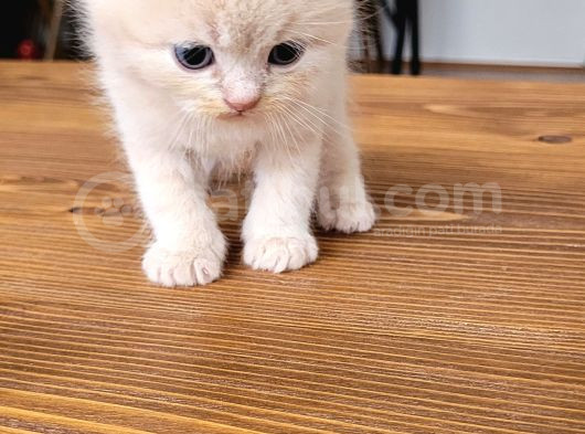 Anne British Baba Scottish Fold görsel