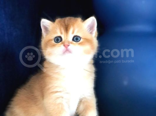 A Kalite Bri̇ti̇sh Shorthai̇r Golden  Yavrular görsel