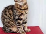 Maine Coon Kedisidir Pasaportu Ve Bütün Evrakları Tamdır